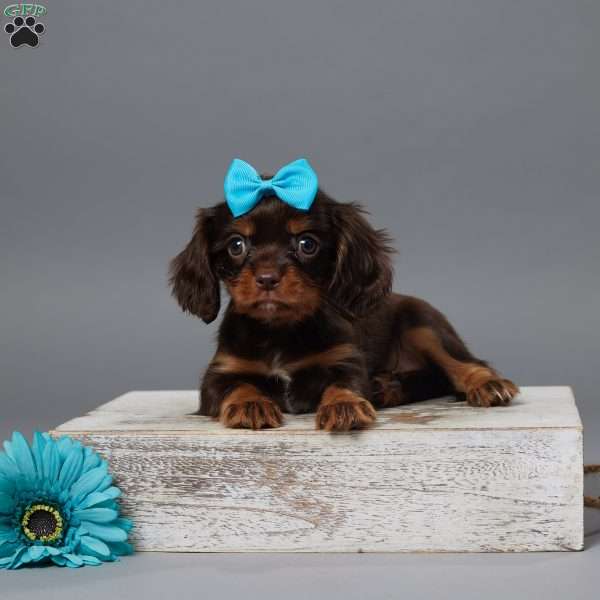 Oscar, Cavalier King Charles Spaniel Puppy